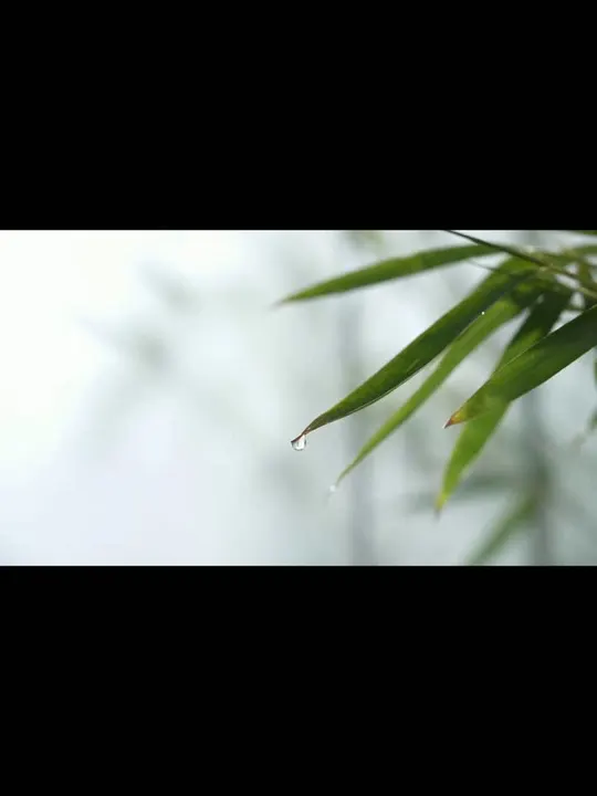 Nature and Object Mood Film video cover